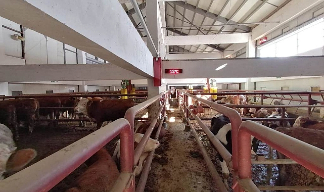 Ordu'da Sığır Yetiştiriciliği Tesisi Faaliyete Geçti