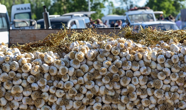 Taşköprü Sarımsağı Kastamonu'da Satışa Sunuldu