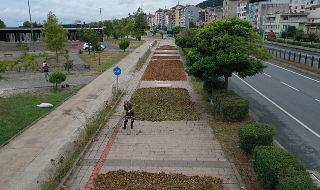 Trabzon'da Fındık Hasadına Başlandı