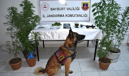 Bayburt'ta Uyuşturucu Operasyonunda 2 Kişi Tutuklandı