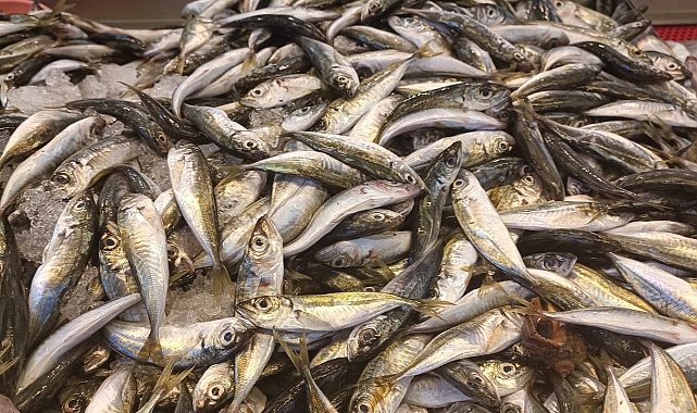 Giresun'da İstavritin Kilosu 35 Liradan Satılıyor