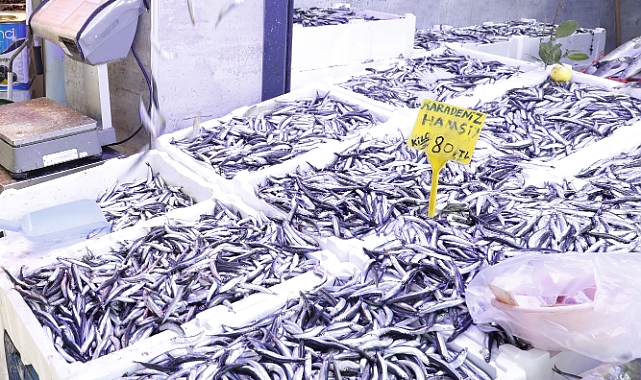 Bollaşan Hamsinin Fiyatı Düşmeye Başladı