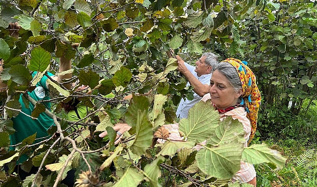 CHP Trabzon Milletvekili Sibel Suiçmez'den Fındık Taban Fiyatı Açıklaması