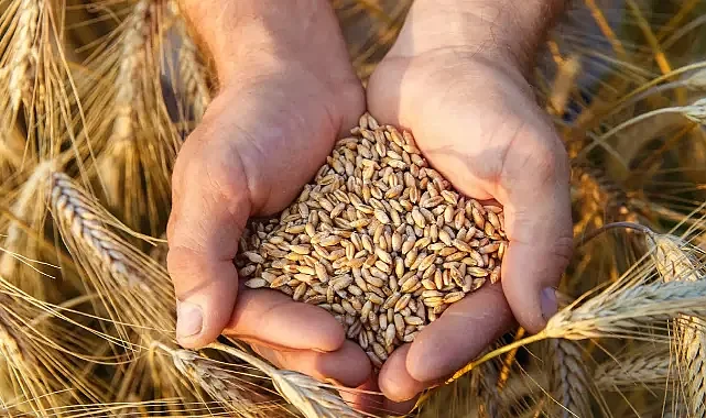 Ata Tohumları Şubat Ayından İtibaren Tarım Kredi Marketlerinde Satışa Sunulacak