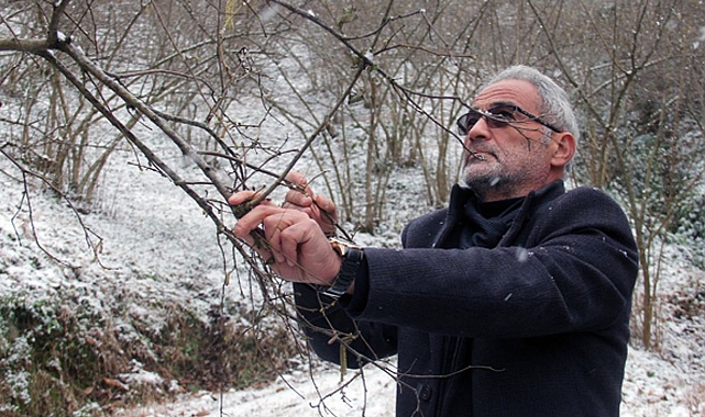 Fındıkta Zirai Don Riski Üreticiyi Endişelendiriyor