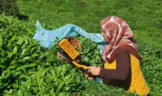 Alihan Kandiş 'Karadeniz'in Çay Krizi: Üretici Zararda, Gençler Göçte, Çözüm Zafer Partisi'nde'