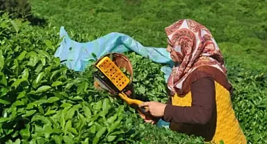 Yaş Çay Fiyatı Açıklandı! Çaykur Sezonu Cuma Günü Açıyor