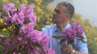 Başkan Mustafa Bıyık, Ekrem İmamoğlu İçin Komar Çiçeği Topladı